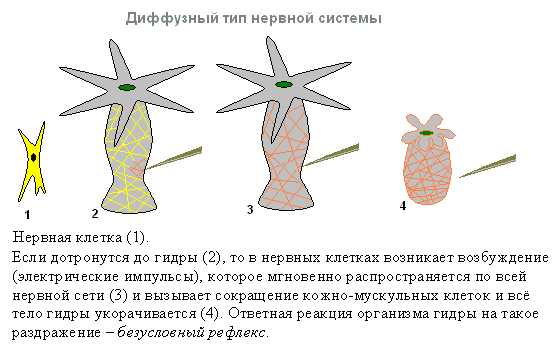 Что такое кракен только через тор