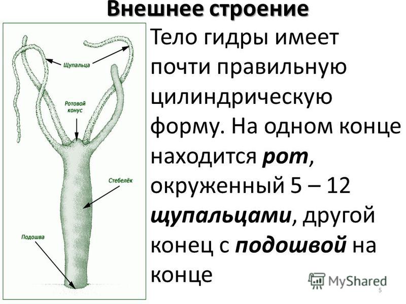 Можно ли зайти на кракен через обычный браузер